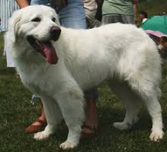 Sprzedam młodą suczkę Owczarek Podhalański