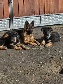 Sprzedam dwa pieski owczarek niemiecki długowłosy 1100 zł