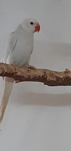 Papuga Aleksandretta 2021 samiczka