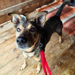 ADOPCJA! Michałek czeka na dom