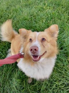 ADOPCJA! Gucio czeka na dom