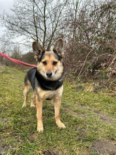 ADOPCJA! Saba czeka na dom