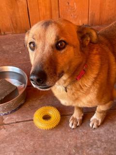 ADOPCJA! Pikuś czeka na dom