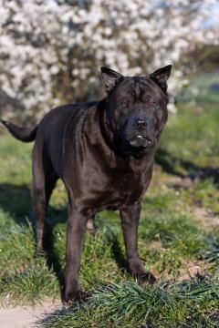 ADOPCJA! Salvado czeka na dom