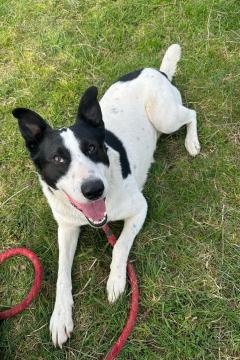 ADOPCJA! Bingo czeka na dom