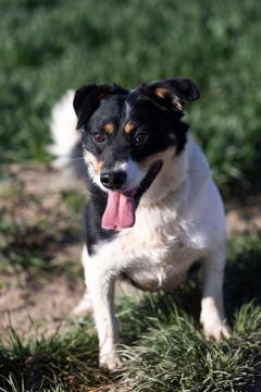 ADOPCJA! Maniek czeka na dom