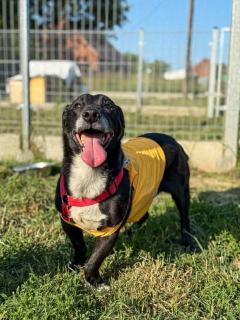 ADOPCJA! Agent czeka na dom