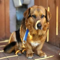 ADOPCJA! Maksio czeka na dom