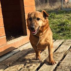 ADOPCJA! Henio czeka na dom