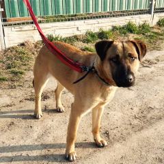 ADOPCJA! Diego czeka na dom