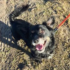 ADOPCJA! Ząbek czeka na dom