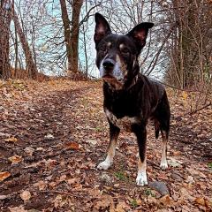 ADOPCJA! Łatek czeka na dom