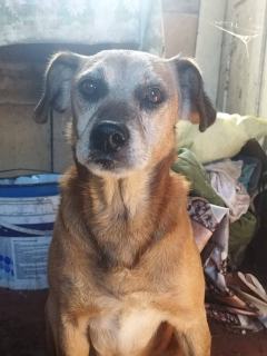 ADOPCJA! Reks czeka na dom