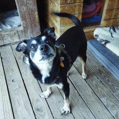 ADOPCJA! Riki czeka na dom