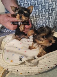 Szczeniaki mini York 