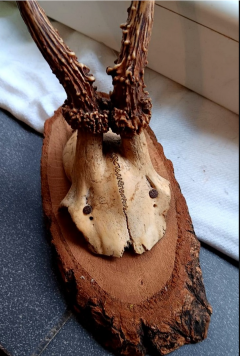 Poroże Parostki sarny na desce