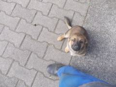 odam