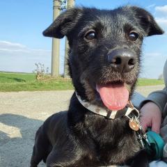 ADOPCJA! Dolar czeka na dom