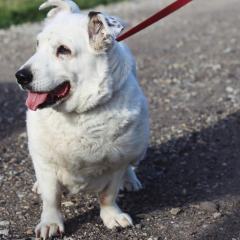 ADOPCJA! Dżeki czeka na dom