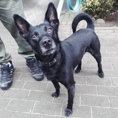 ADOPCJA! Dante czeka na dom