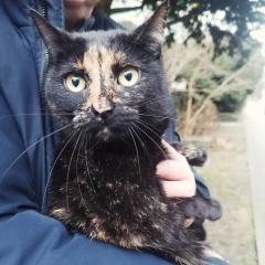 ADOPCJA! Kotka czeka na dom