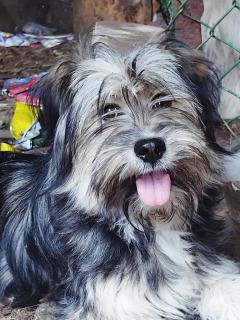 ADOPCJA! Szczeniak czeka na dom