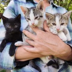 ADOPCJA! Kociaki czekają na dom