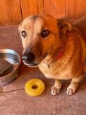ADOPCJA! Pikuś czeka na dom