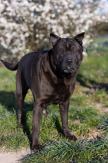 ADOPCJA! Salvado czeka na dom