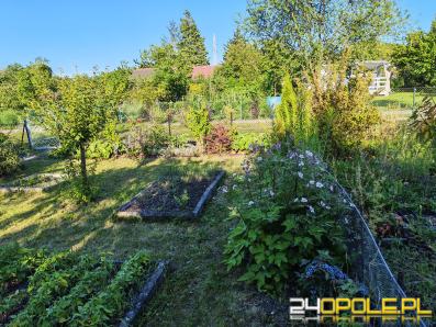 Działka Rod Chabry ul. Harcerska 300m2