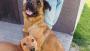 ADOPCJA! Luia i Bazyl czekają na dom