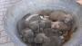 Blue szczenie American Staffordshire Terrier pies piesek