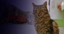 Film: Kedi - sekretne życie kotów