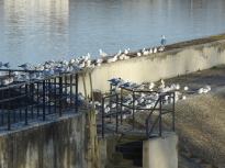 Opolskie Dzień Mew 2025